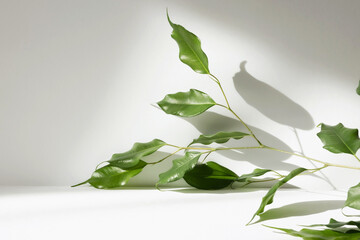 Abstract white color studio background for product presentation. Empty room with shadows of window and flowers and plant leaves . 3d grey room with copy space. Summer concept. Blurred backdrop.