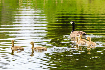 A group of ducks are swimming in a pond