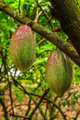 Two green and red chocolate pods hanging from a tree