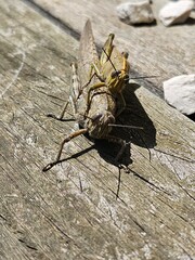 Couple de sauterelles