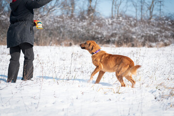 Beautiful rescued dog from dog shelter during socialization and obedience training on the snowy meadow