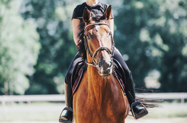 A person confidently rides a brown horse in an outdoor setting. The scene captures the essence of...
