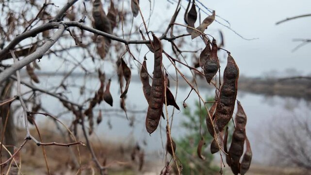 carob tree. A tree with dangling seedpods. Catalpa. Sword like tall seedpods of a Catalpa tree in the wind, commonly also called catawba, is a genus of flowering plants in the family Bignoniaceae