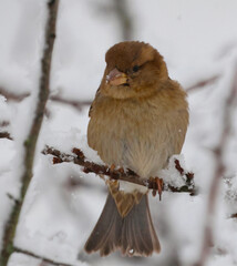 sparrow on snow
