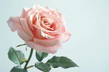Fototapeta premium fake pink rose flower isolated on white background