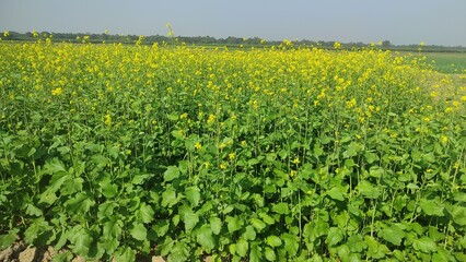 Mustard plants farm ( sarso khet) having yellow growing flower bloom, oilseeds	