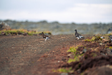 Willow Ptarmigan, Lagopus lagopus, birds in Langanes, North east of Iceland
