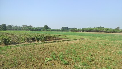 Obraz premium Agriculture green land from India 