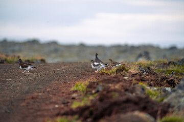 Willow Ptarmigan, Lagopus lagopus, birds in Langanes, North east of Iceland