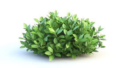 Lush green bush, white isolate background