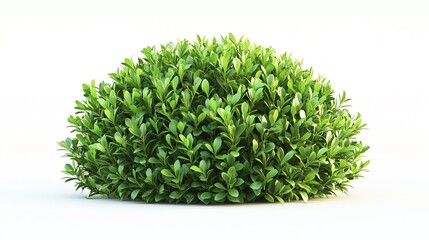Green shrub, white isolate background