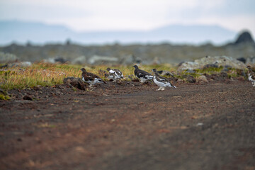 Obraz premium Willow Ptarmigan, Lagopus lagopus, birds in Langanes, North east of Iceland
