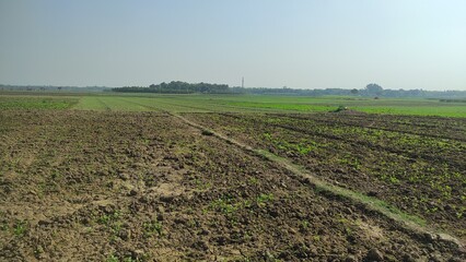 "Lush Landscapes: A Journey Through Agricultural Lands"