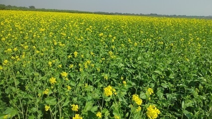 Mustard plants farm ( sarso khet) having yellow growing flower bloom, oilseeds