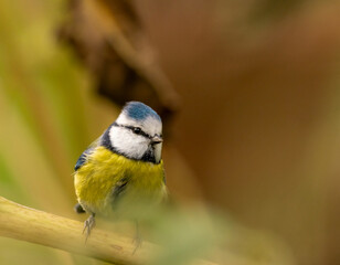 portrait d'une très jolie mésange bleue, une journée d'automne