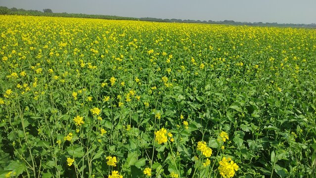 Mustard plants farm ( sarso khet) having yellow growing flower bloom, oilseeds