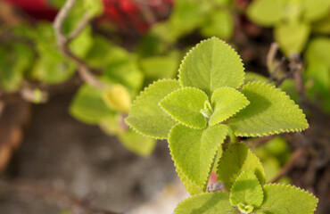 Close up of fresh green organic Carom seeds (Trachyspermum ammi) or Ajwain leaves, isolated on a white background. Medicinal green leafy cushion plant.
