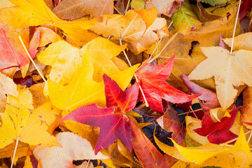 Background group autumn orange leaf. Multicolor maple leaves autumn background.