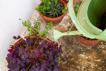 Watering house plants using watering can. Planting and watering flower and indoor space. Selective focus.