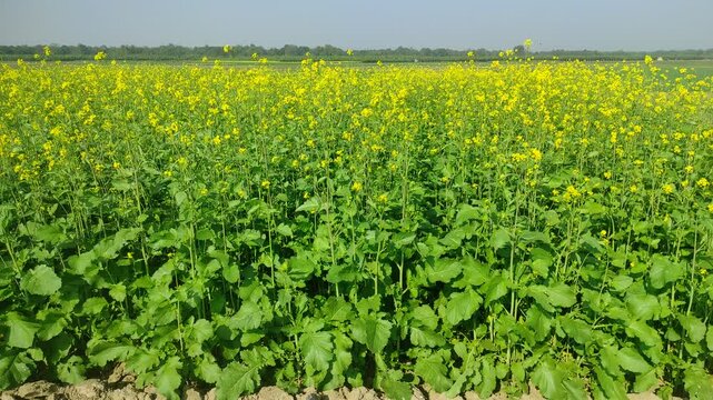 Mustard plants farm ( sarso khet) having yellow growing flower bloom, oilseeds