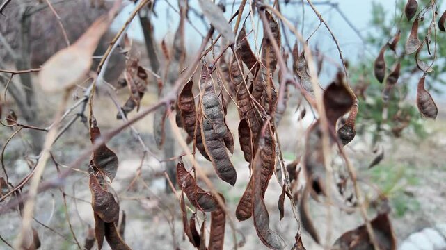 carob tree. A tree with dangling seedpods. Catalpa. Sword like tall seedpods of a Catalpa tree in the wind, commonly also called catawba, is a genus of flowering plants in the family Bignoniaceae