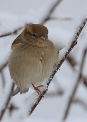sparrow on the snow