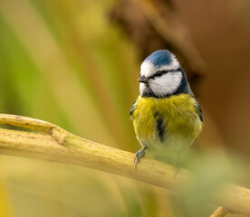 Très jolie mésange bleue, sur une journée d'automne, en gros plan, juchée sur une branche de...
