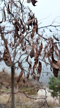 carob tree. A tree with dangling seedpods. Catalpa. Sword like tall  seedpods of a Catalpa tree in the wind, commonly also called catawba, is a  genus of flowering plants in the family Bignoniaceae
