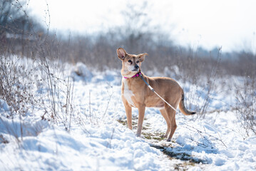 Beautiful rescued dog from dog shelter during socialization and obedience training on the snowy meadow