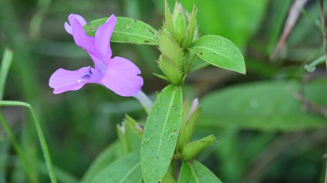 Barleria cristata flower. Its other names &nbsp;Philippine violet,&nbsp;bluebell barleria&nbsp;and &nbsp;crested Philippine violet. This is a&nbsp;plant&nbsp;species in the family&nbsp;Acanthaceae. 