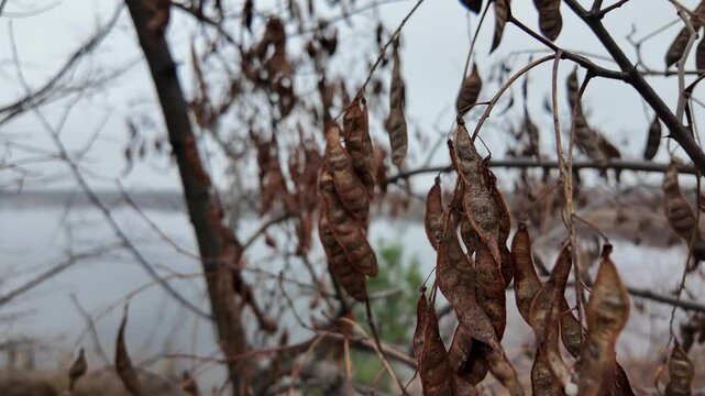 carob tree. A tree with dangling seedpods. Catalpa. Sword like tall seedpods of a Catalpa tree in the wind, commonly also called catawba, is a genus of flowering plants in the family Bignoniaceae