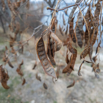 catalpa tree pods smoke Catalpa Seeds main image 1