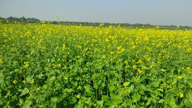 Mustard plants farm ( sarso khet) having yellow growing flower bloom, oilseeds