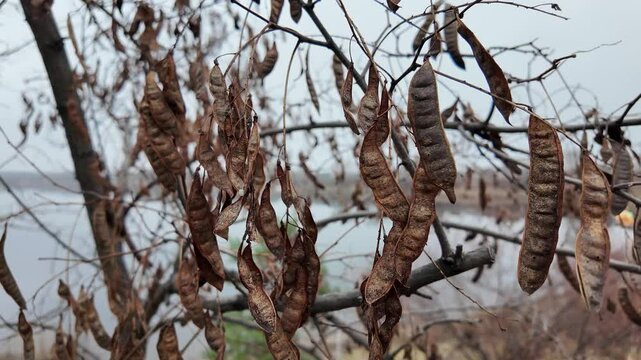 carob tree. A tree with dangling seedpods. Catalpa. Sword like tall seedpods of a Catalpa tree in the wind, commonly also called catawba, is a genus of flowering plants in the family Bignoniaceae
