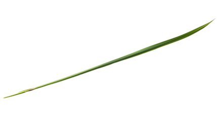 A slender, elongated green object with subtle texture and coloration, resembling a leaf or grass blade.
