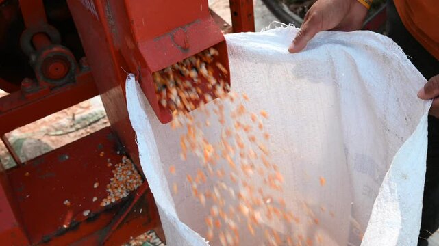 The corn thresher machine separates the corn. Indian farmers separating husk and corn grains using a thresher machine.
