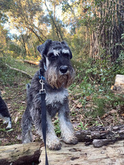 miniature schnauzer in forest 