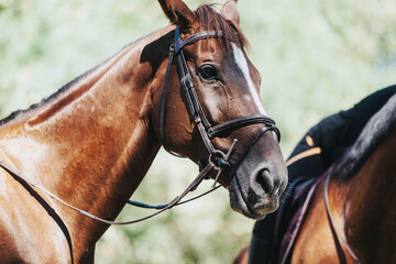 Obraz premium A detailed close-up photograph of a brown horse wearing a bridle. The horse is outdoors, showcasing a calm and serene expression. A perfect image representing equestrian themes and animal beauty.