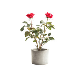 Fototapeta premium Red Roses in Concrete Pot
