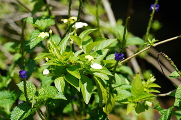 Stachytarpheta jamaicensis, or Blue Porterweed, is a fast-growing tropical plant with delicate blue...