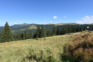 forest in the mountains