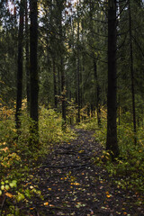 autumn forest in the morning