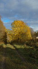 Fototapeta premium autumn trees in the park