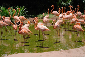 The American Flamingo (Phoenicopterus ruber), also known as the Caribbean Flamingo, is one of the most vividly colored flamingo species. It is native to the Caribbean, parts of Central 