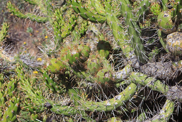 Shrub of Wild Eve's needle or Opuntia Subulata Cactus found on the Highland of Colca Canyon, Arequipa Region, Peru, South America