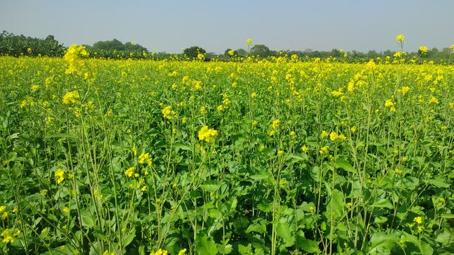 Mustard plants farm ( sarso khet) having yellow growing flower bloom, oilseeds	