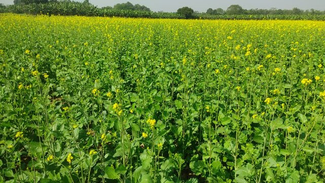 Mustard plants farm ( sarso khet) having yellow growing flower bloom, oilseeds