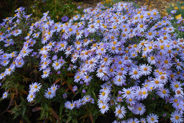Myriad of violet flowers of Michaelmas daisies in mid October