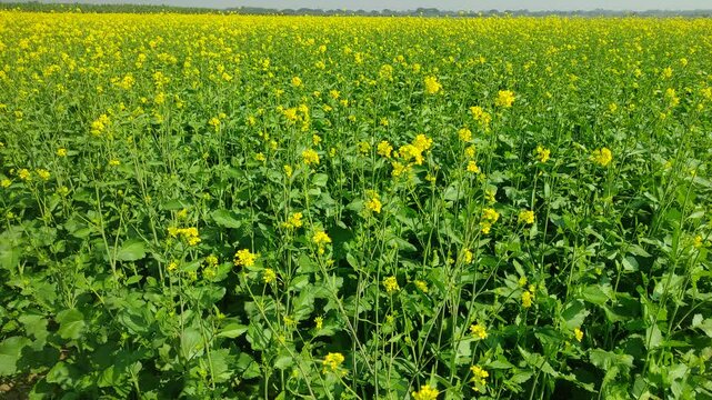 Mustard plants farm ( sarso khet) having yellow growing flower bloom, oilseeds