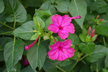Two magenta colored flowers of Mirabilis jalapa in September